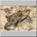 Bufo bufo - Erdkroete 09.jpg